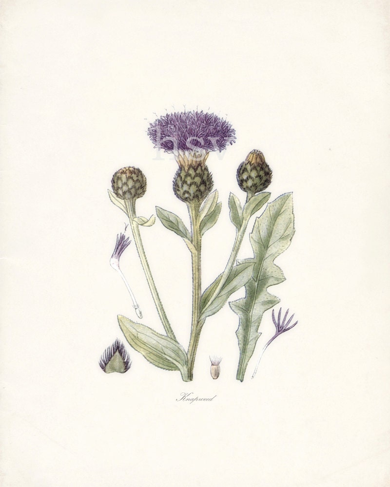 Thistle Flowers of the Americas Illustration  Natural History Wall Decor Art  Print 8x10 As Seen on Martha Stewart