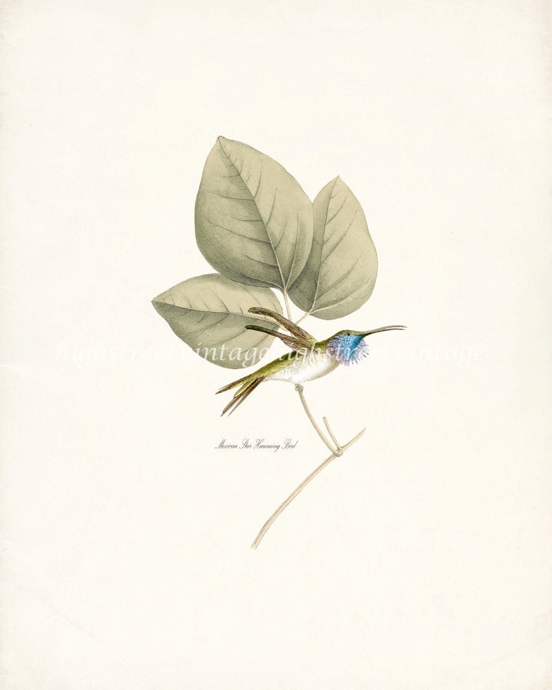 Mexican Star Humming Bird Illustration - Natural History Wall Decor Art Print 8x10