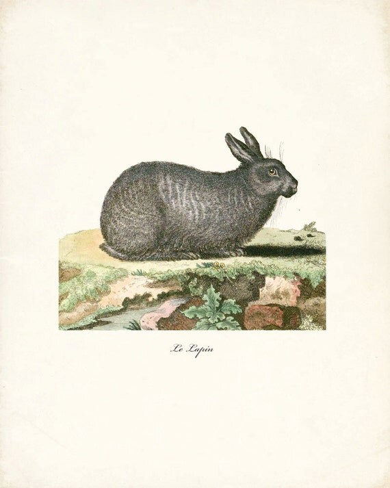 Woodland Rabbit Art Print- Le Lapin Print Wall Decor Illustration 8x10