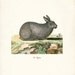 Woodland Rabbit Art Print- Le Lapin Print Wall Decor Illustration 8x10