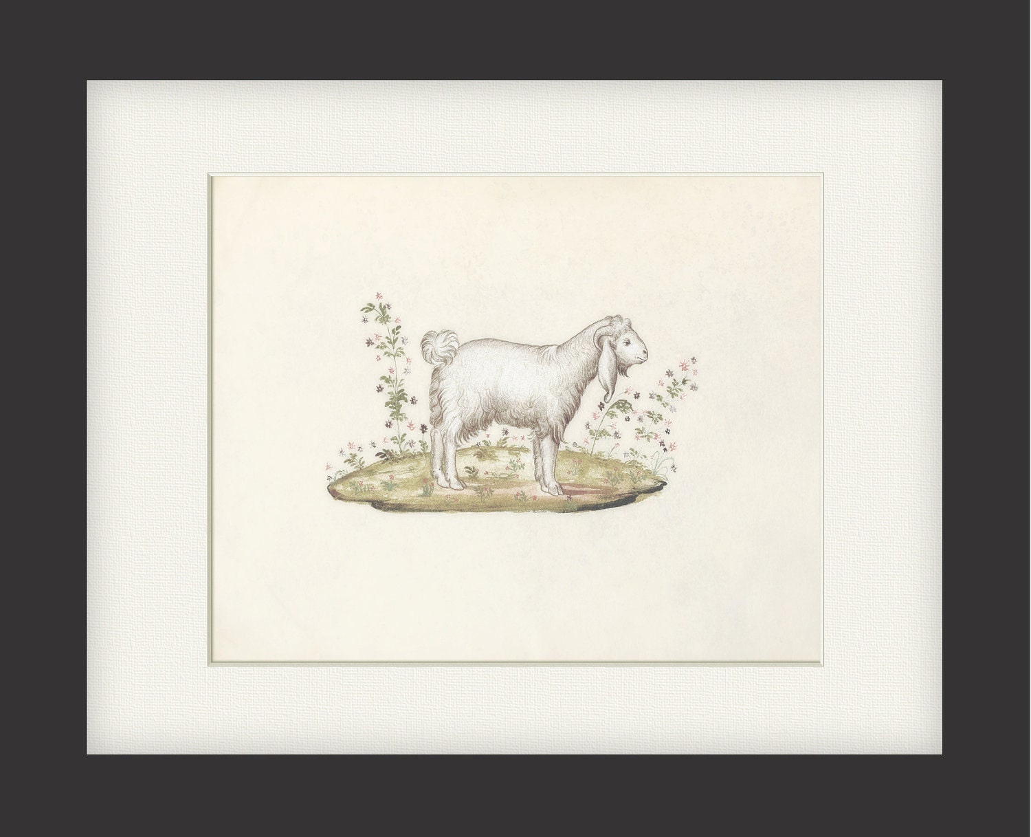 Sheep - Vintage Lamb Print Nature Wall Decor Art Illustration  8x10