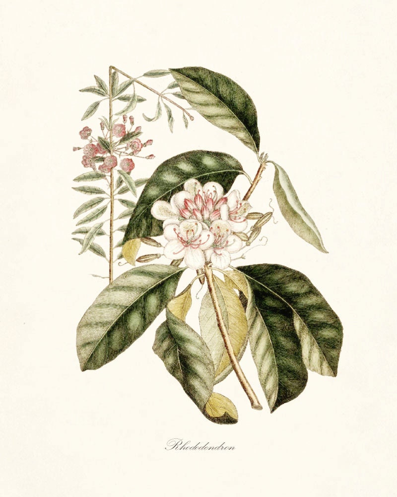 Vintage Magnolia Tree Illustration -  Botanical  Wall Decor Art Print 8x10