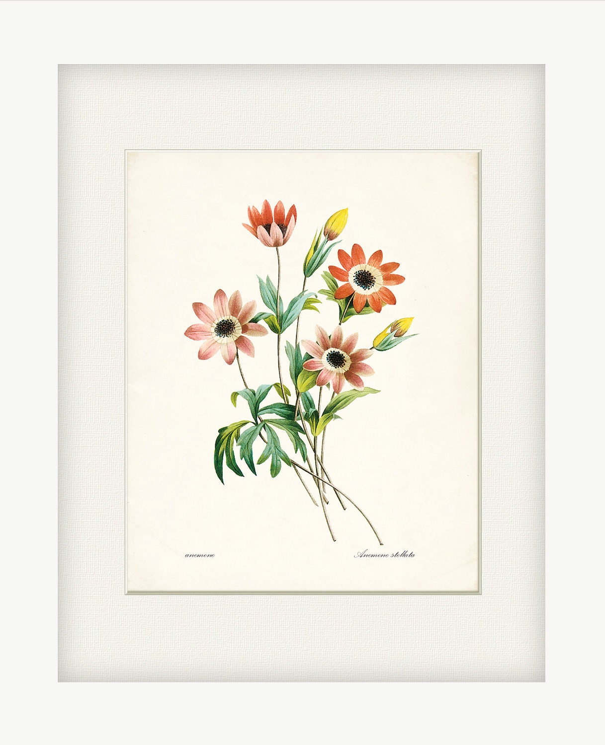 Anemone Illustration - Redoute Natural History Botanical Wall Decor Print 8x10