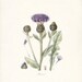 Thistle Flowers of the Americas Illustration Natural History Wall Decor Art Print 8x10 As Seen on Martha Stewart
