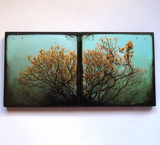 Set of 2 Photo ttv Blocks 5" x 5" Tree Photography Nature Summer sky