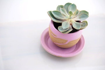 planter with dish in orchid