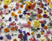 Dried Flowers Wedding Confetti Decor