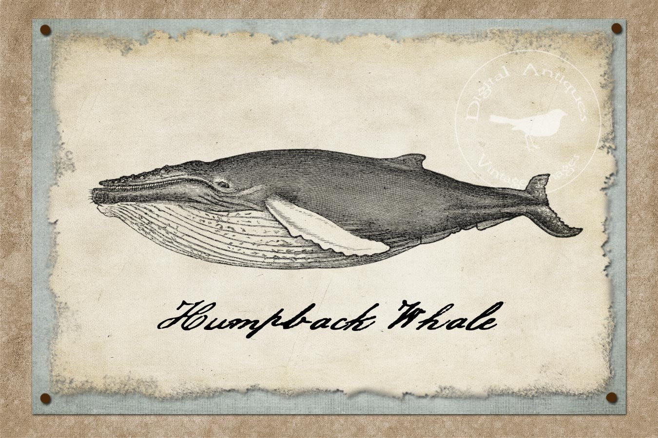 Vintage Whale Images Printable Digital Download