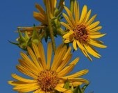 Yellow and Blue