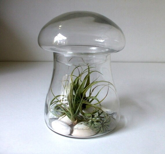 Large Mushroom Apothecary Jar Vintage Clear Glass by 2BoredBunnies