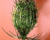 Carrot Seed  Essential Oil Blend for Mature Skin