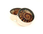 Ammonite Fossil Embedded Plugs gauges - 1", 1 1/8", 1 1/4", 1 3/8", 1 1/2"