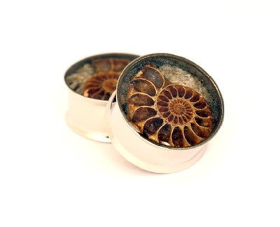 Ammonite Fossil Embedded Plugs gauges - 1", 1 1/8", 1 1/4", 1 3/8", 1 1/2"