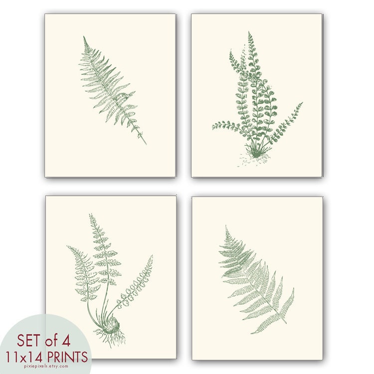 Ferns Garden Botanical Prints (Series D)-Set of 4- 11x14 Prints -(Featured in Cream and Thyme Green)