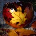 Hand Painted Woodburned Fall Leaf Gourd Bowl