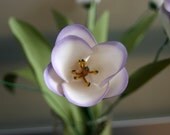 Purple Kissed Tulips in a Vase