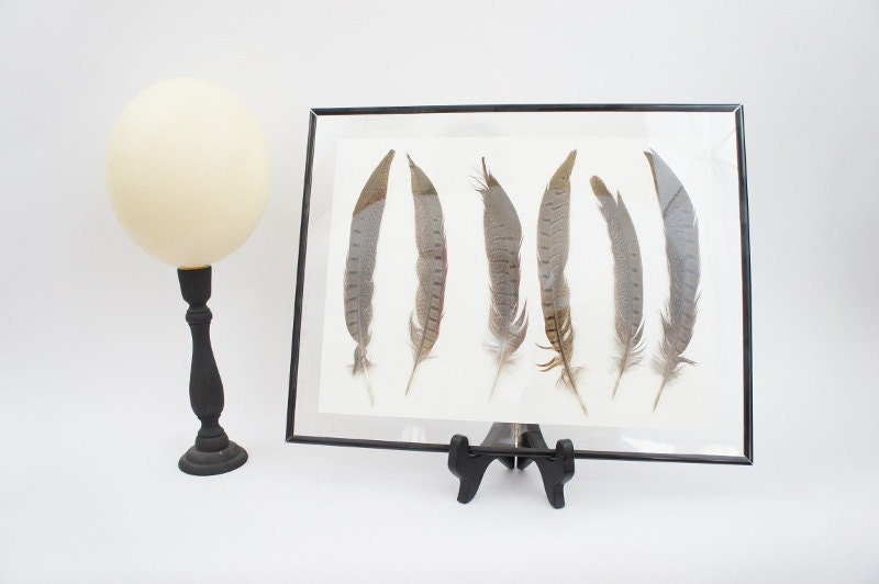 pheasant feather art