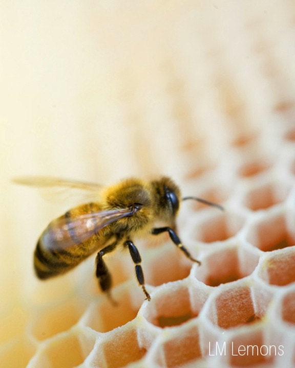 Sweet Nectar- Save The Bees, Bee Photograph, Nature Photography, Honey Comb, Hive, Nursery, Home/Office Art