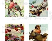 Vintage Birds - 8.5 x 11 inch Printable Digital Collage Sheet - with 35 - 1 Inch Square Images