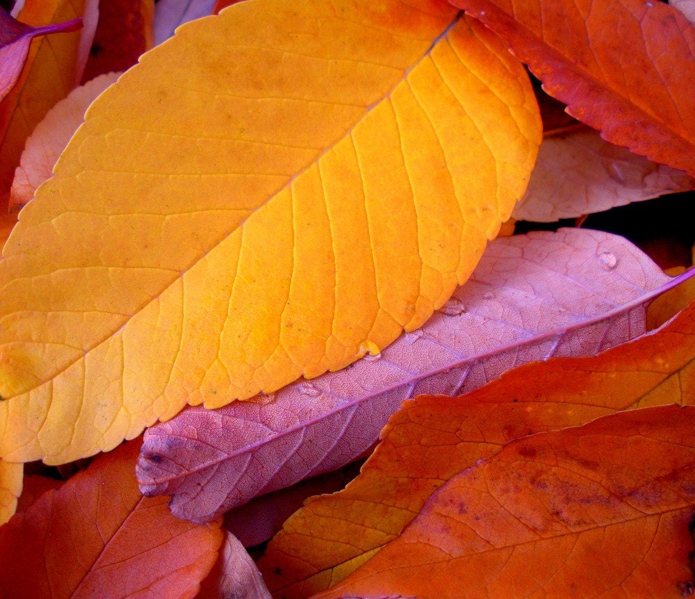 Fall Leaves Bold Color Autumn Bright Raindrops Gold Rusty Orange Metallic Print Nature Cabin Lodge Rustic Photography