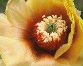 Summer Cactus Rust Desert Flower Orange Utah Delicate Bloom Closeup Rustic Lodge Cabin Photograph