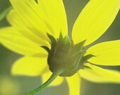 Alpine Sunflower Sunny Yellow Wildflower Floral Meadow Soft Petals Flower Rustic Cabin Lodge Photograph