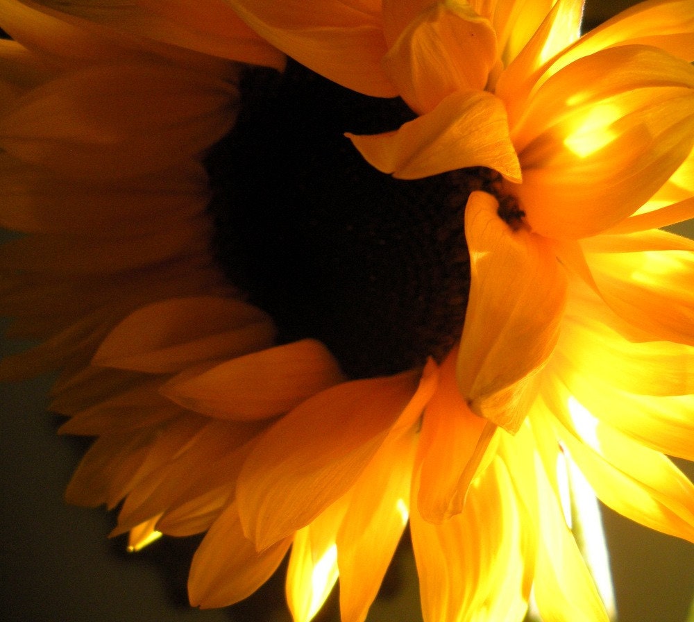 Sunflower Sunny Flower Floral Golden Yellow Bright Warm Colorful Cabin Lodge Rustic