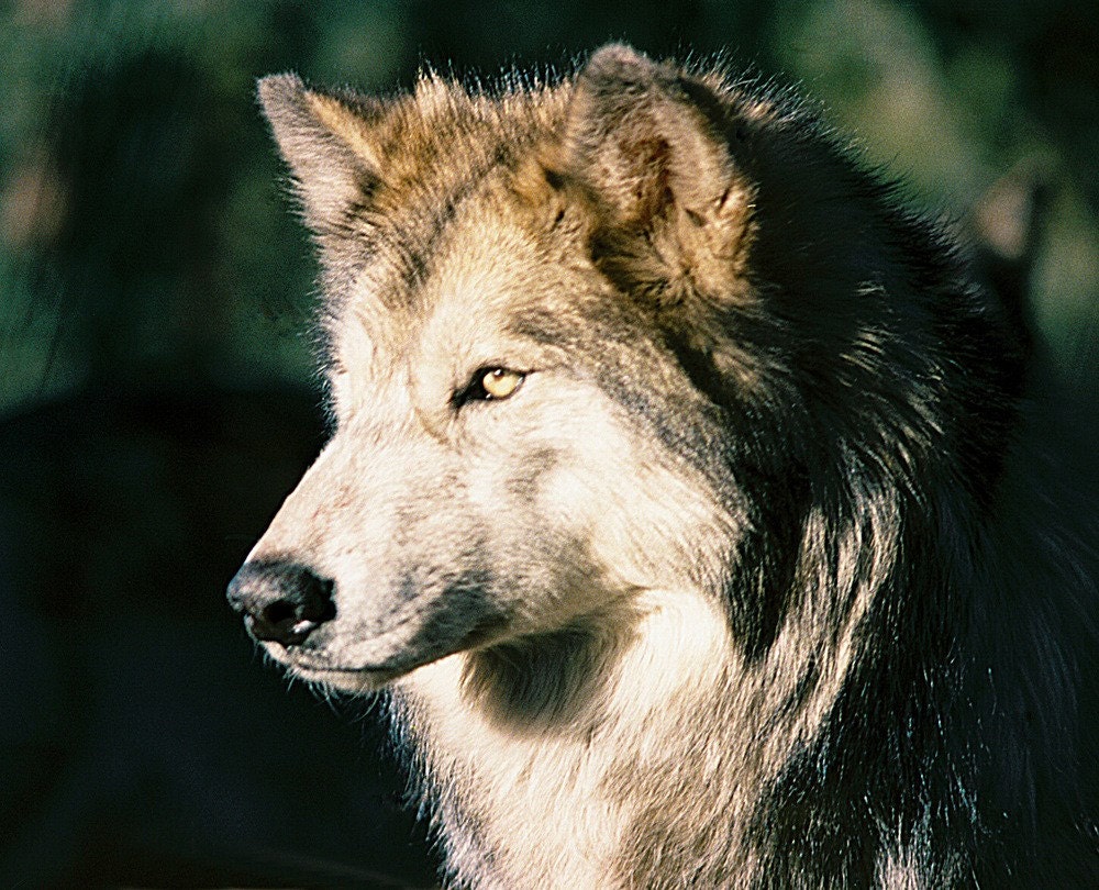 Face of the Wilderness Wolf with Golden Eyes Wild Penetrating Stare Wolves Rustic Cabin Lodge Photograph