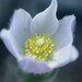 First Sign Spring Pasqueflower Wildflower Delicate Blue Springtime Rustic Cabin Lodge Photograph