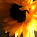 Sunflower Sunny Flower Floral Golden Yellow Bright Warm Colorful Cabin Lodge Rustic