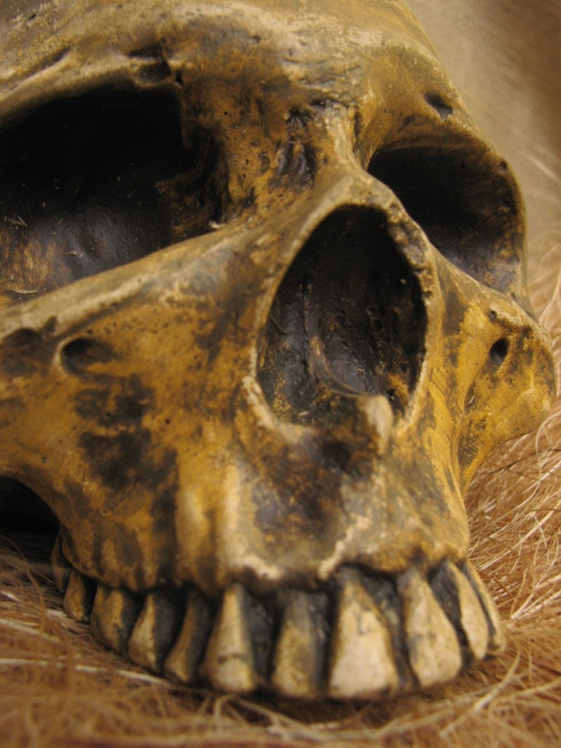 Aged Human Skulls Natural A