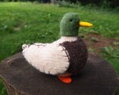 Mallard Duck