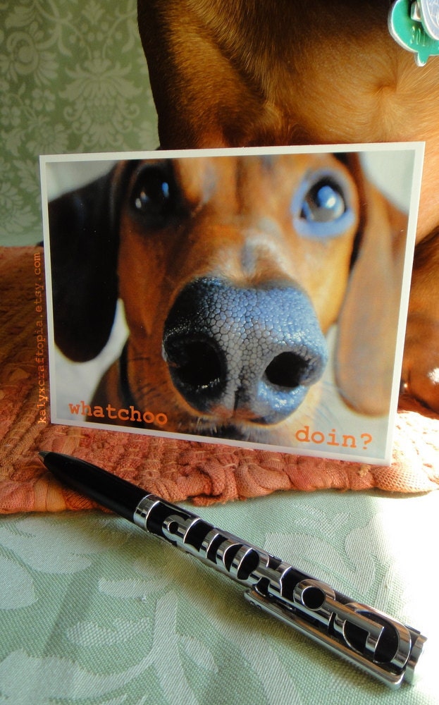 Dachshund Postcard Whatchoo Doin