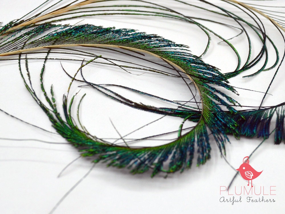 6 pcs - PEACOCK SWORDS, all natural, can be curled
