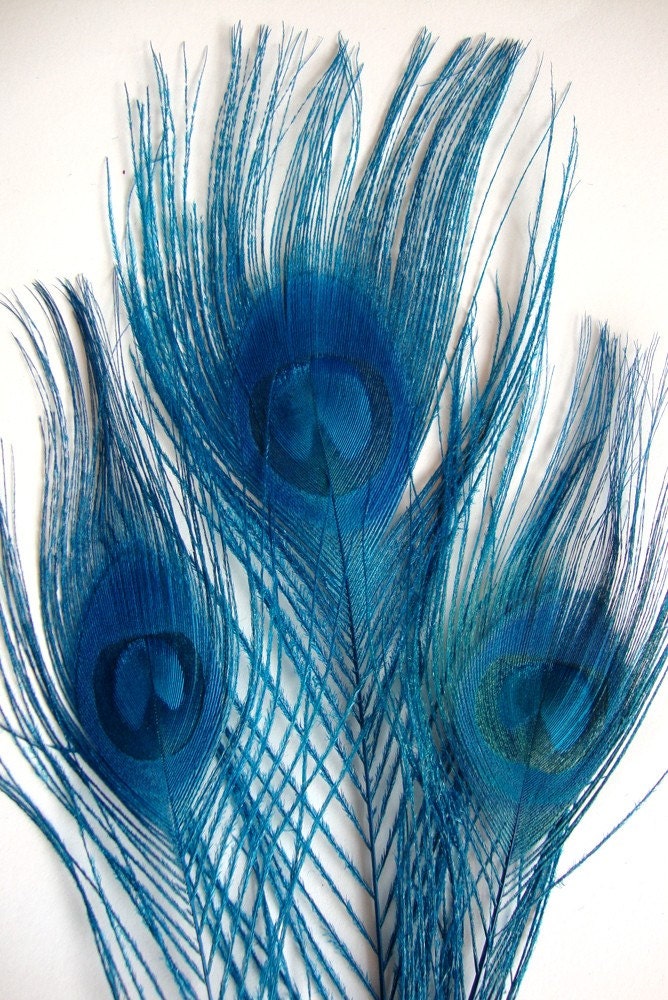 3 PCS / DYED BLEACHED Peacock Feathers / Turquoise / 10-12 inches tall.