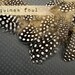 2 Dozen - NATURAL Guinea Fowl plumages, millinery and craft, feather couture.