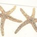 Darling Starfish Earrings