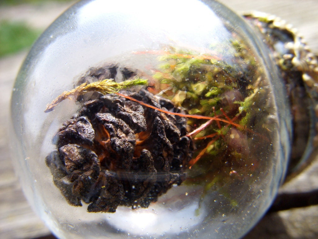 mini terrarium ring miniature terrarium jewelry moss pinecone woodland green brown glass dome forest