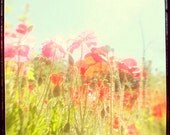 Poppies 2