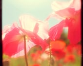 Poppies 3