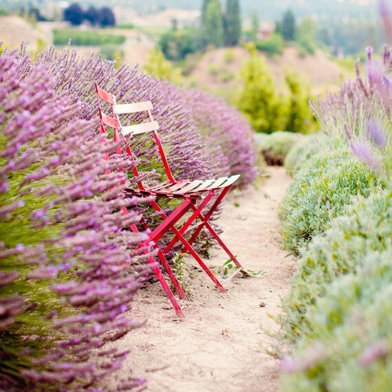 Lavender