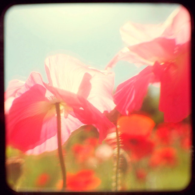 Poppies 3