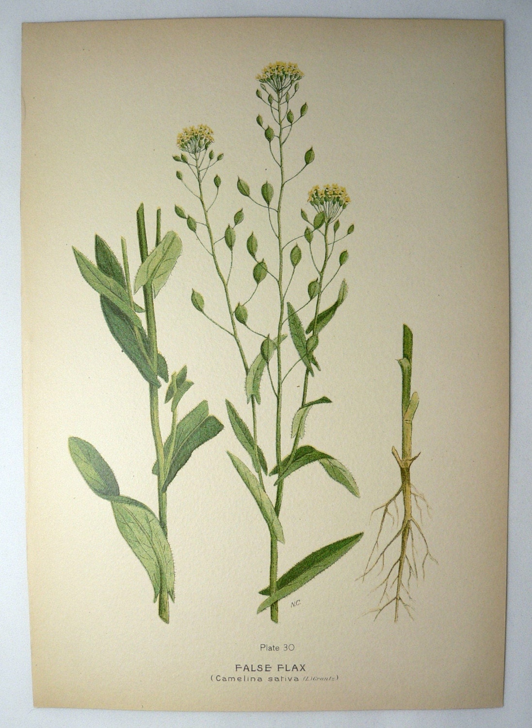 False Flax Vintage 1923 Botanical Flower Print