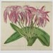 Mr Herberts Crinum Lily Flower 1817 Original Antique Edwards Hand-colored Copperplate Botanical Engraving