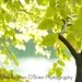 Sunshine at the Pond - 8 x 10 Fine Art Photographic Print