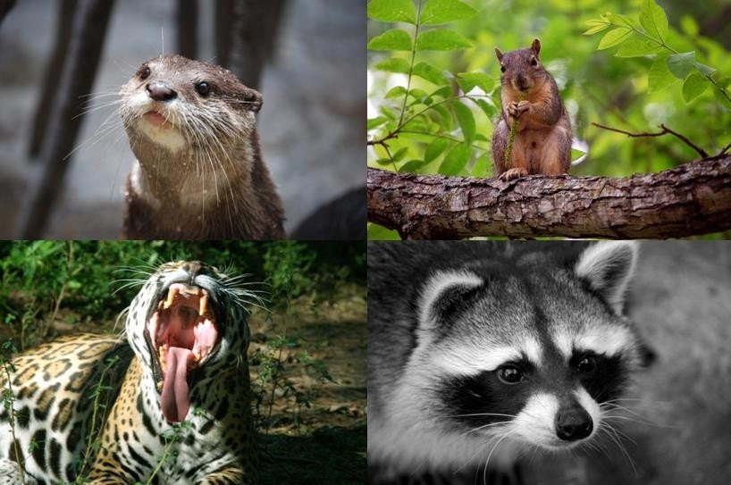 YOU pick 5 animal greeting cards