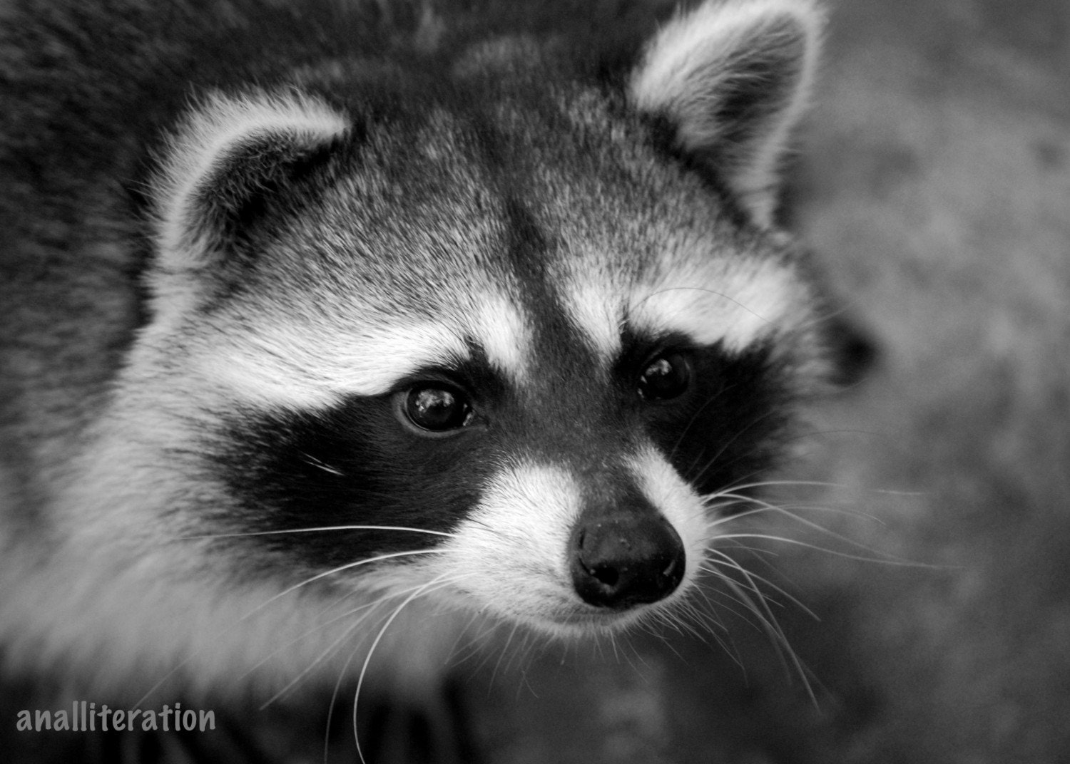 Adorable Raccoon