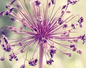 Purple Burst 8x8 Photo Print