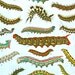 Vintage Pair of Color Prints of Caterpillars from 1926 Childrens Encyclopedia Back and Front.