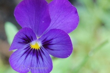 Viola Photo Note Card